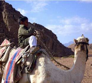 Camel riding Sharm el Sheikh