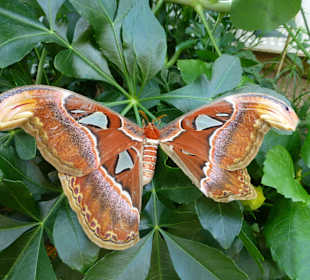 Schmetterlingsfarm Uslar