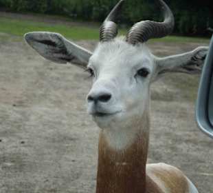 Serengeti Park Hodenhagen