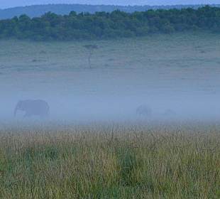 Elefanten im Morgennebel