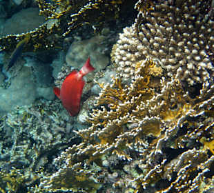 Onderwaterwereld/huisrif