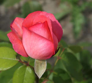 Unterwegs im Stadtgarten von Aachen