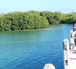 Krokodile in den Mangrovenwäldern