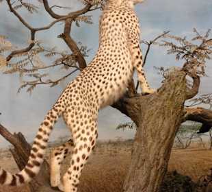 Dioramen aus Afrika im Übersee-Museum