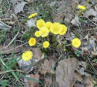 Schwanberg: Frühling, du bist's ….