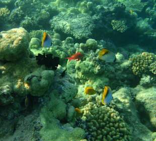 Unterwasseraufnahme bei der Delfinsafari