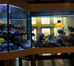 Restaurant Knurrhahn in Bremen 