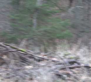Wanderung rund um den Ochsenweiher