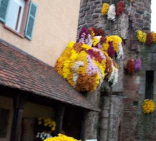 Chrysanthema