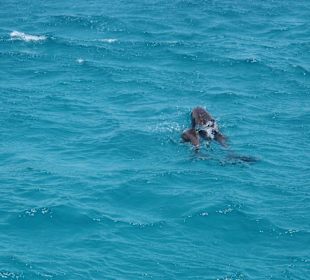 Ausflug zum "Dolphin House"