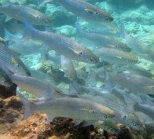 Hausriff Filitheyo Island