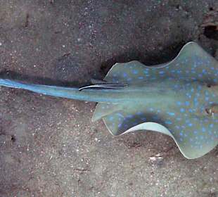 Blaupunktrochen beim Riff