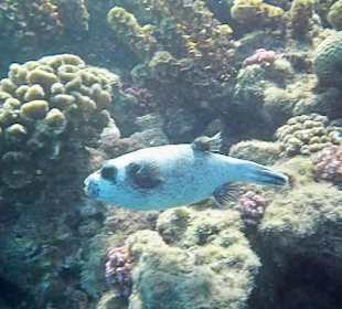 Unterwasserwelt Hausriff
