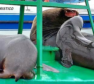 Ausflug Ballestas Inseln