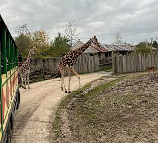 Wildlands Zoo in Emmen 