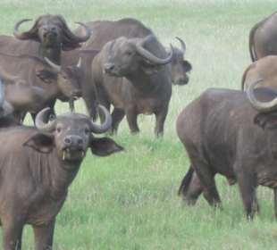 Büffel im AMBOSELI Nationalpark