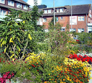 Eine Engelstrompete im Blumenmeer!