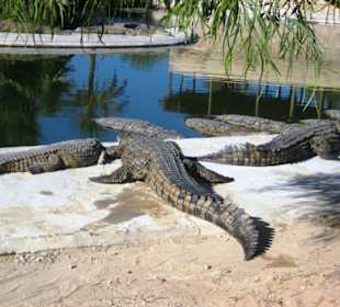 Träge daliegende Krokodile