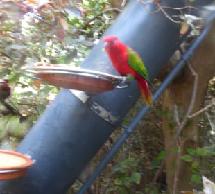 Loro Parque