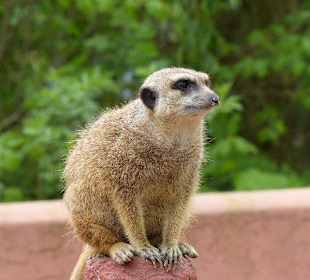 Niedliche Erdmännchen