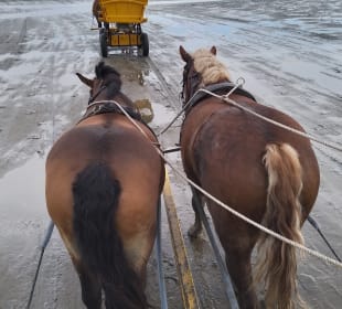 Wattwagenfahrt zwischen Duhnen und Neuwerk