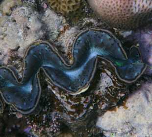 Schuppige Riesenmuschel