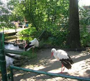 Storchen Anlage
