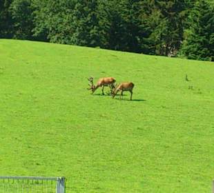 Hirschgehege beim Cafe bei den Barmsteinen