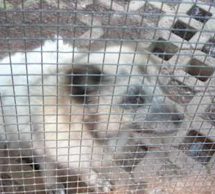 Polarfuchs