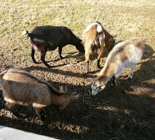 Ziegen beim Fressen von Futtermais
