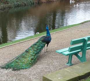 Pfau im Park