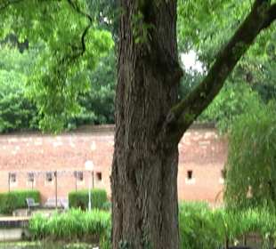 Baumlehrpfad Glacis Park