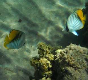 Hausriff Beach Albatros Resort