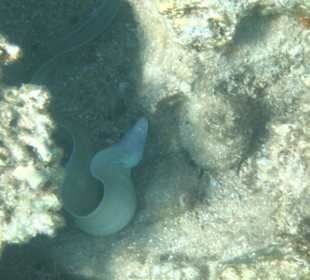 Muräne vom Hausriff