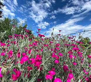 Wandern Bernau am Chiemsee