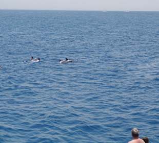 Delphin Ausflug