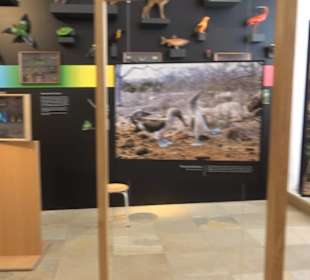 Museum für Ur- und Frühgeschichte
