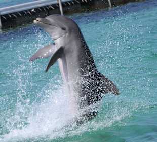 Ausflug Delphine