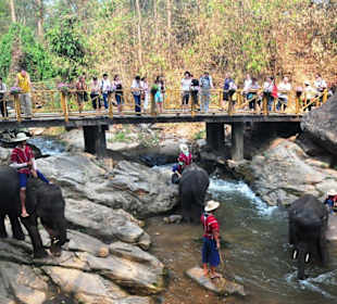 Hier kann man den Tieren beim Baden zuschauen