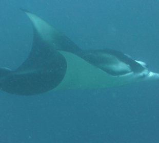 Giant Manta