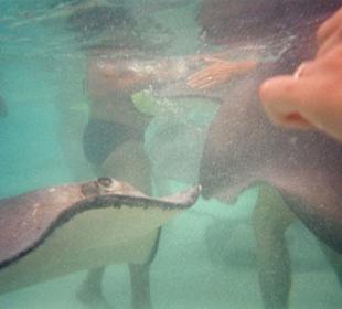 Schnorcheln mit den Rochen