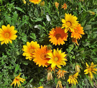 Impressionen aus dem Botanischen Garten Cagliari