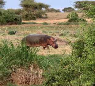 Nielpferd kurz vorm verstecken