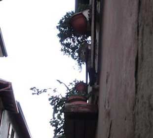 Blumen in der Innenstadt