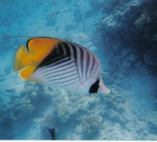 Und noch ein schöner!