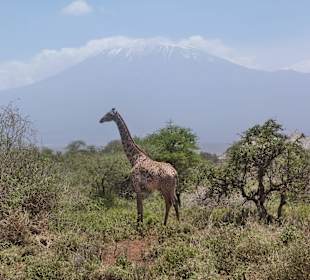 Giraffe vor dem Killimanjaro