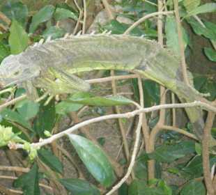 Schönes Kuscheltier