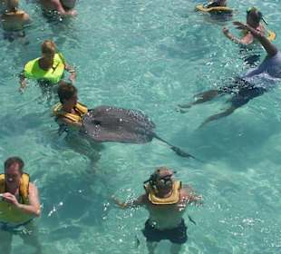 Schwimmen mit den Rochen (Cayman Islands).