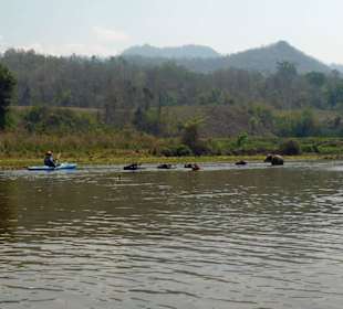 Wasserbüffel baden im Fluss