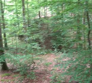 Altwege Rundwanderung Bebenhausen